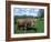 Domestic Cow, Grazing in Unimproved Pasture Tatra Mountains, Slovakia-Pete Cairns-Framed Photographic Print