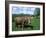 Domestic Cow, Grazing in Unimproved Pasture Tatra Mountains, Slovakia-Pete Cairns-Framed Photographic Print