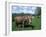 Domestic Cow, Grazing in Unimproved Pasture Tatra Mountains, Slovakia-Pete Cairns-Framed Photographic Print