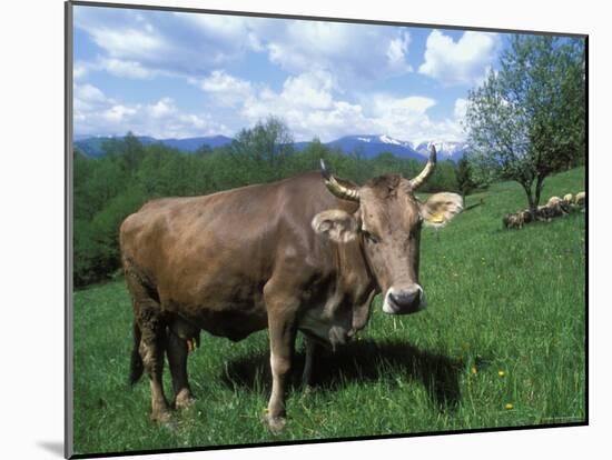 Domestic Cow, Grazing in Unimproved Pasture Tatra Mountains, Slovakia-Pete Cairns-Mounted Photographic Print
