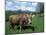 Domestic Cow, Grazing in Unimproved Pasture Tatra Mountains, Slovakia-Pete Cairns-Mounted Photographic Print