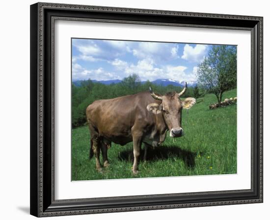 Domestic Cow, Grazing in Unimproved Pasture Tatra Mountains, Slovakia-Pete Cairns-Framed Photographic Print