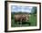 Domestic Cow, Grazing in Unimproved Pasture Tatra Mountains, Slovakia-Pete Cairns-Framed Photographic Print