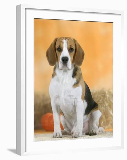 Domestic Dog, Beagle-Petra Wegner-Framed Photographic Print