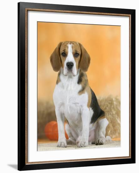 Domestic Dog, Beagle-Petra Wegner-Framed Photographic Print