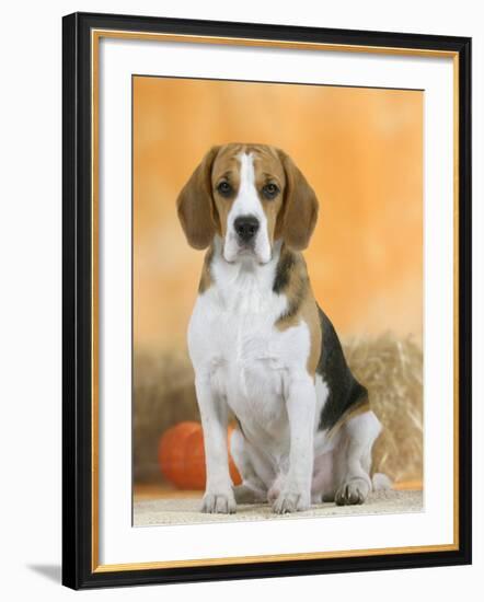 Domestic Dog, Beagle-Petra Wegner-Framed Photographic Print