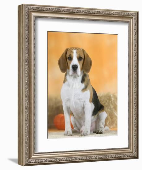 Domestic Dog, Beagle-Petra Wegner-Framed Photographic Print