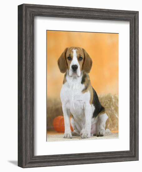 Domestic Dog, Beagle-Petra Wegner-Framed Photographic Print