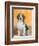 Domestic Dog, Beagle-Petra Wegner-Framed Photographic Print