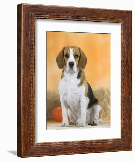 Domestic Dog, Beagle-Petra Wegner-Framed Photographic Print