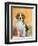 Domestic Dog, Beagle-Petra Wegner-Framed Photographic Print