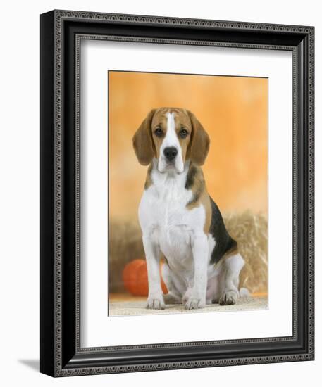 Domestic Dog, Beagle-Petra Wegner-Framed Photographic Print