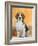 Domestic Dog, Beagle-Petra Wegner-Framed Photographic Print