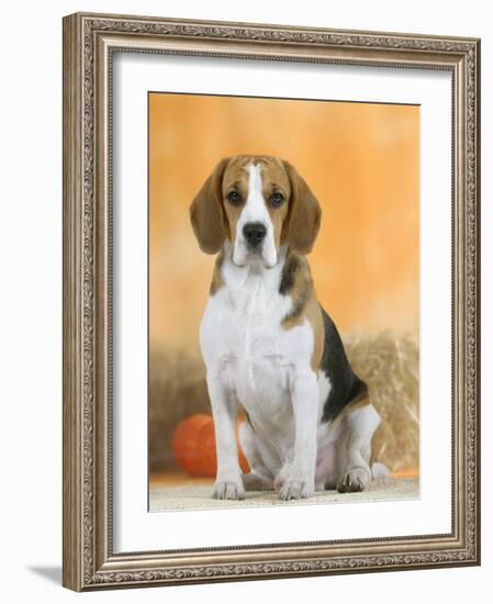 Domestic Dog, Beagle-Petra Wegner-Framed Photographic Print