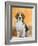 Domestic Dog, Beagle-Petra Wegner-Framed Photographic Print