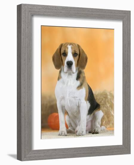 Domestic Dog, Beagle-Petra Wegner-Framed Photographic Print