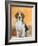 Domestic Dog, Beagle-Petra Wegner-Framed Photographic Print