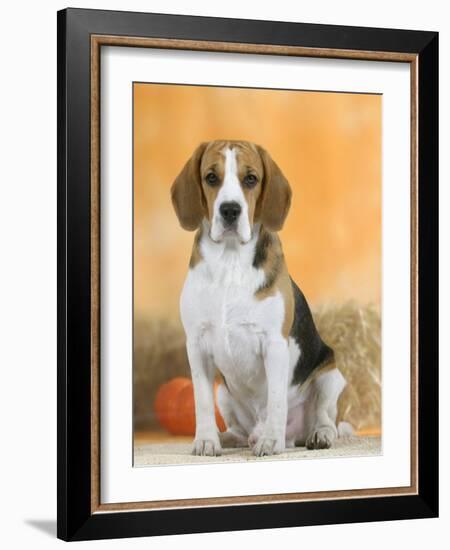 Domestic Dog, Beagle-Petra Wegner-Framed Photographic Print