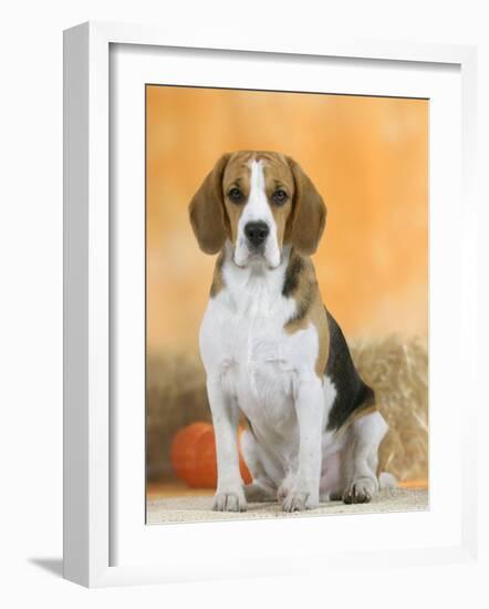 Domestic Dog, Beagle-Petra Wegner-Framed Photographic Print