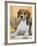 Domestic Dog, Beagle-Petra Wegner-Framed Photographic Print