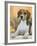 Domestic Dog, Beagle-Petra Wegner-Framed Photographic Print