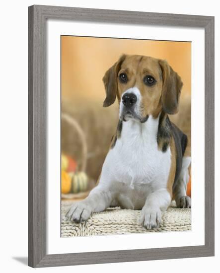 Domestic Dog, Beagle-Petra Wegner-Framed Photographic Print