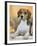 Domestic Dog, Beagle-Petra Wegner-Framed Photographic Print