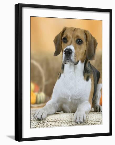 Domestic Dog, Beagle-Petra Wegner-Framed Photographic Print