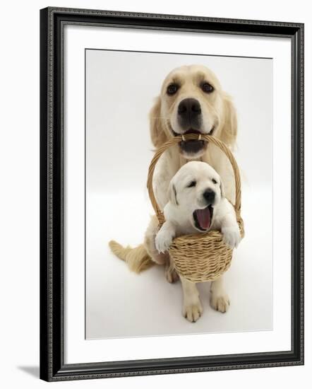 Domestic Dog (Canis Familiaris) Carrying Puppy in Basket-Jane Burton-Framed Photographic Print