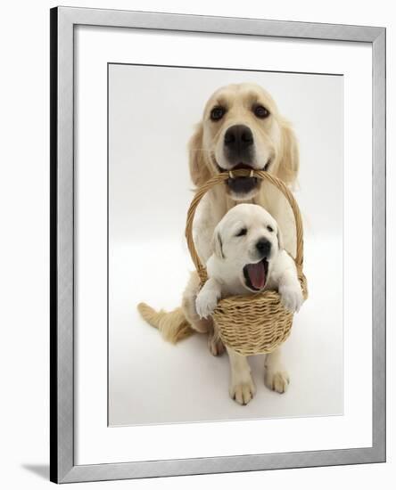 Domestic Dog (Canis Familiaris) Carrying Puppy in Basket-Jane Burton-Framed Photographic Print
