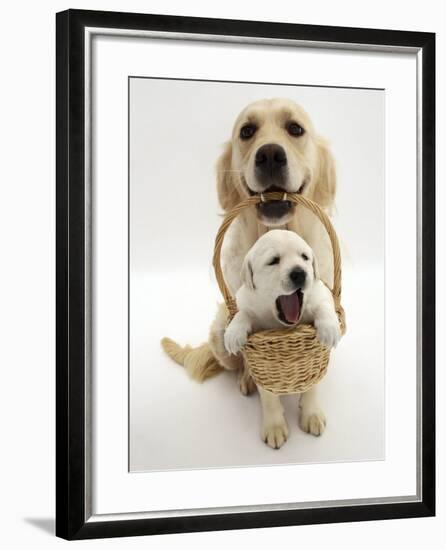 Domestic Dog (Canis Familiaris) Carrying Puppy in Basket-Jane Burton-Framed Photographic Print