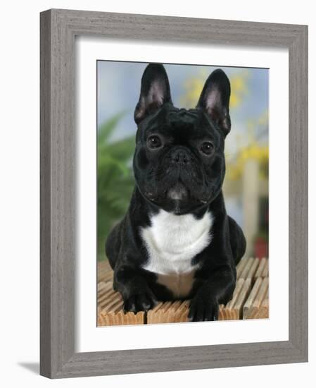 Domestic Dog, French Bulldog-Petra Wegner-Framed Photographic Print