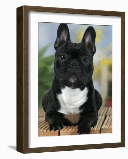 Domestic Dog, French Bulldog-Petra Wegner-Framed Photographic Print