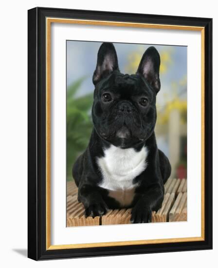 Domestic Dog, French Bulldog-Petra Wegner-Framed Photographic Print