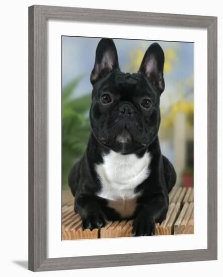 Domestic Dog, French Bulldog-Petra Wegner-Framed Photographic Print