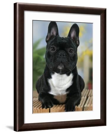 Domestic Dog, French Bulldog Photographic Print by Petra Wegner | Art.com