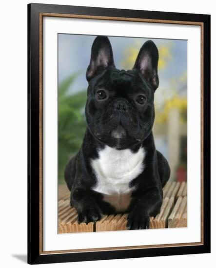 Domestic Dog, French Bulldog-Petra Wegner-Framed Photographic Print