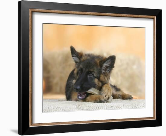 Domestic Dog, German Shepherd Alsatian Juvenile. 5 Months Old, Chewing on Rawhide Bone-Petra Wegner-Framed Photographic Print