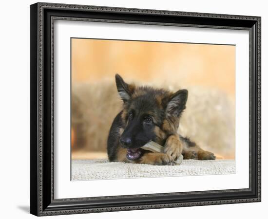 Domestic Dog, German Shepherd Alsatian Juvenile. 5 Months Old, Chewing on Rawhide Bone-Petra Wegner-Framed Photographic Print