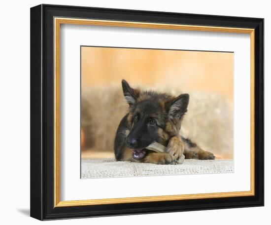 Domestic Dog, German Shepherd Alsatian Juvenile. 5 Months Old, Chewing on Rawhide Bone-Petra Wegner-Framed Photographic Print