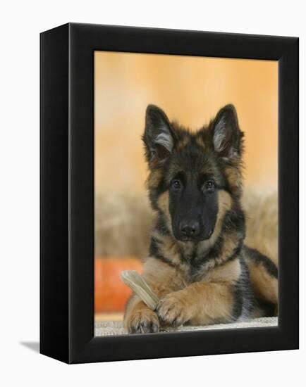 Domestic Dog, German Shepherd Alsatian Juvenile. 5 Months Old, with Rawhide Bone-Petra Wegner-Framed Premier Image Canvas