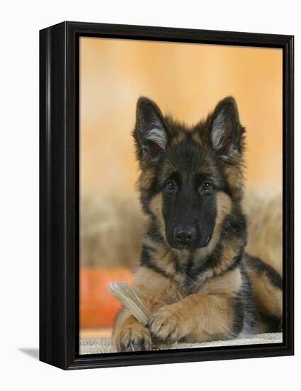 Domestic Dog, German Shepherd Alsatian Juvenile. 5 Months Old, with Rawhide Bone-Petra Wegner-Framed Premier Image Canvas