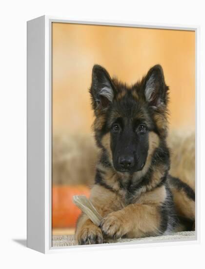 Domestic Dog, German Shepherd Alsatian Juvenile. 5 Months Old, with Rawhide Bone-Petra Wegner-Framed Premier Image Canvas