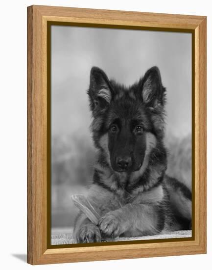 Domestic Dog, German Shepherd Alsatian Juvenile. 5 Months Old, with Rawhide Bone-Petra Wegner-Framed Premier Image Canvas