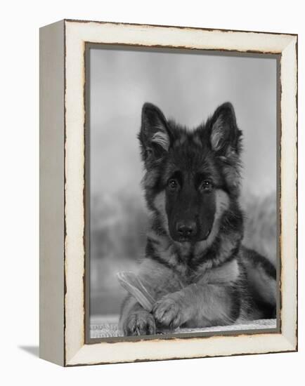 Domestic Dog, German Shepherd Alsatian Juvenile. 5 Months Old, with Rawhide Bone-Petra Wegner-Framed Premier Image Canvas