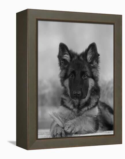 Domestic Dog, German Shepherd Alsatian Juvenile. 5 Months Old, with Rawhide Bone-Petra Wegner-Framed Premier Image Canvas