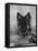 Domestic Dog, German Shepherd Alsatian Juvenile. 5 Months Old, with Rawhide Bone-Petra Wegner-Framed Premier Image Canvas