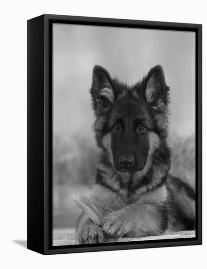 Domestic Dog, German Shepherd Alsatian Juvenile. 5 Months Old, with Rawhide Bone-Petra Wegner-Framed Premier Image Canvas