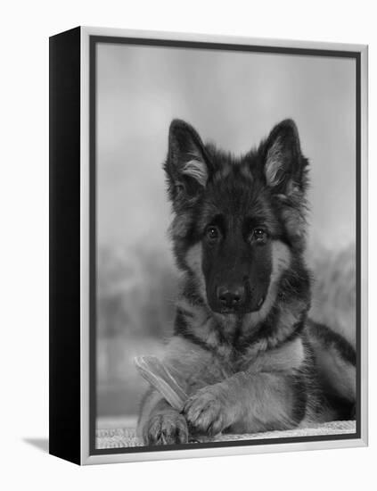 Domestic Dog, German Shepherd Alsatian Juvenile. 5 Months Old, with Rawhide Bone-Petra Wegner-Framed Premier Image Canvas