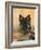 Domestic Dog, German Shepherd Alsatian Juvenile. 5 Months Old, with Rawhide Bone-Petra Wegner-Framed Photographic Print